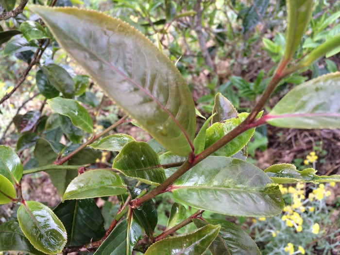 2016 Yunnan Sourcing "Bang Dong Zi Cha" Purple Raw Pu-erh Tea Cake